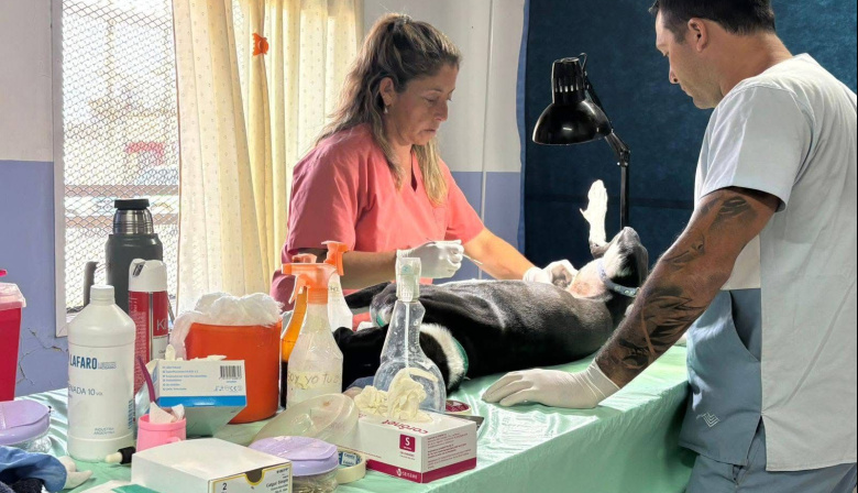 Sigue el cronograma de castraciones gratuitas en los barrios San Martín, Guido y El Juncal