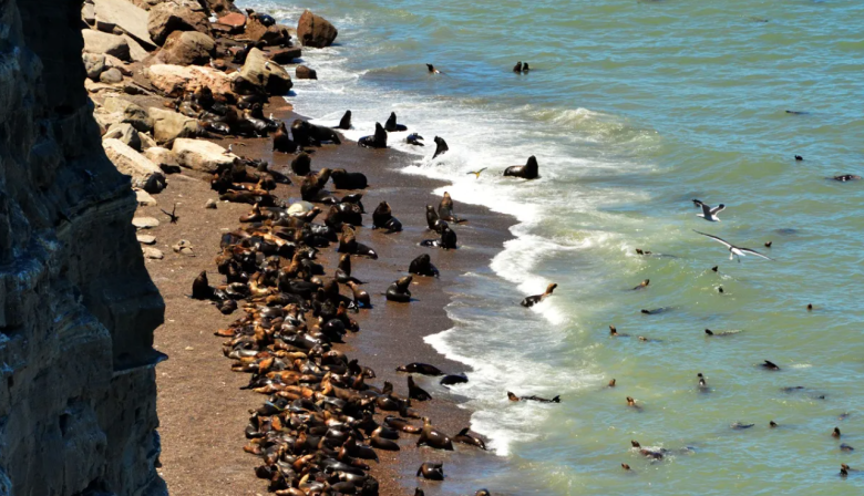 SENASA confirma el brote de influencia aviar en la población de lobos marinos de la costa argentina