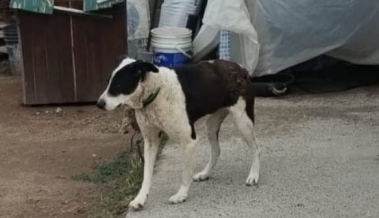 La Policía rescató a un perro que sufría maltrato animal en el Barrio Castello