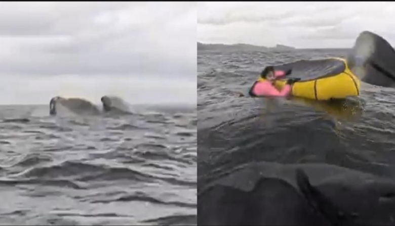 Una ballena tragó y devolvió a un palista en el Estrecho de Magallanes