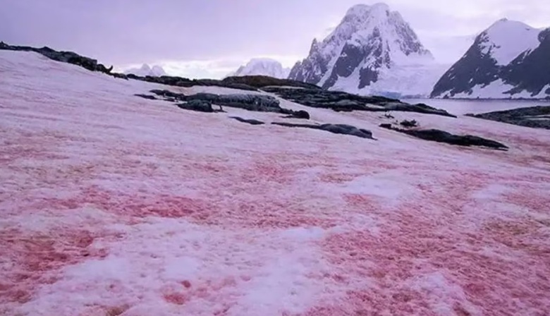 “Nieve de sangre”: el fenómeno natural que tiñe los paisajes blancos y acelera el cambio climático