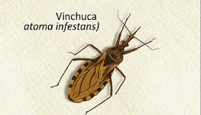 Especialistas del CONICET hallan una prometedora alternativa para tratar el Chagas crónico