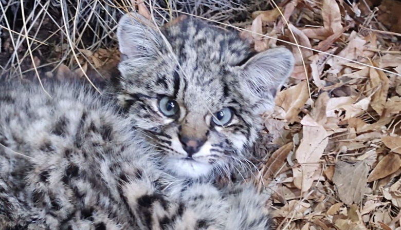 Refugio de fauna silvestre en Aluminé recibe especies de toda la región