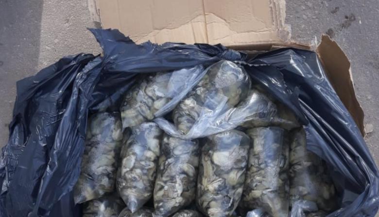 Decomisan 300 kilos de pulpa de ostra en operativo conjunto