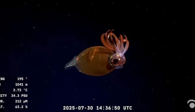 Viedma, nueva base de exploración científica del fondo marino: el streaming del CONICET llega a la costa rionegrina