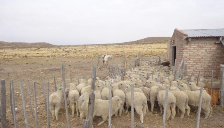 Ganaderos rionegrinos afectados por la sequía quedaron eximidos de impuestos