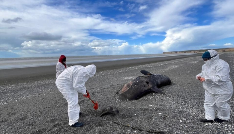 Investigan el varamiento masivo de 26 orcas ecotipo D en Tierra del Fuego