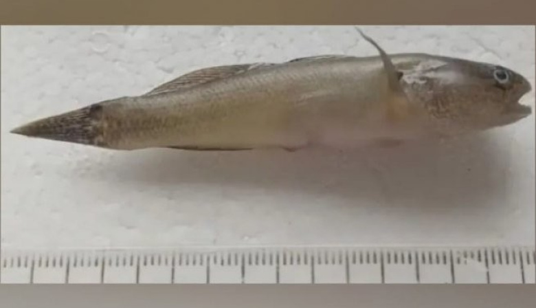 Detectan en la costa de Viedma un pez asiático invasor y alertan por su posible impacto ambiental