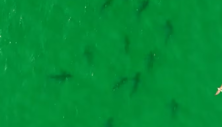 Más de 100 tiburones bacota fueron registrados en el Golfo San Matías y científicos piden proteger el área