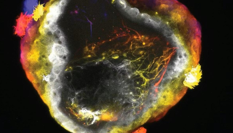 Crean neurobots con células vivas capaces de autoorganizar su “inteligencia”