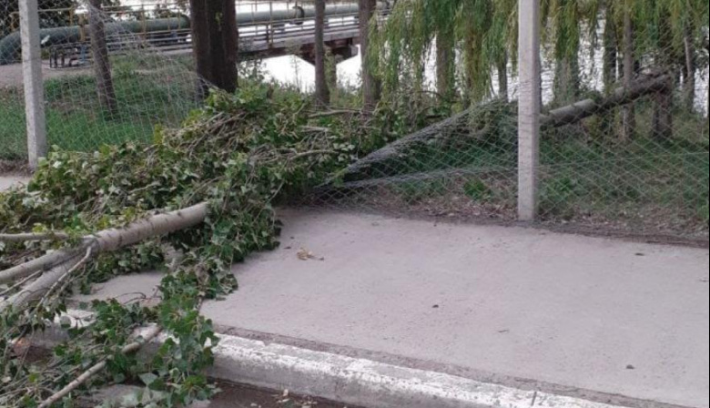 Temporal en la Costa Atlántica: vientos de 74 km/h causan daños y caídas de árboles