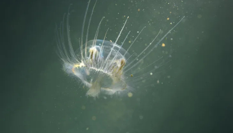 Alerta en Río Negro por una medusa china invasora