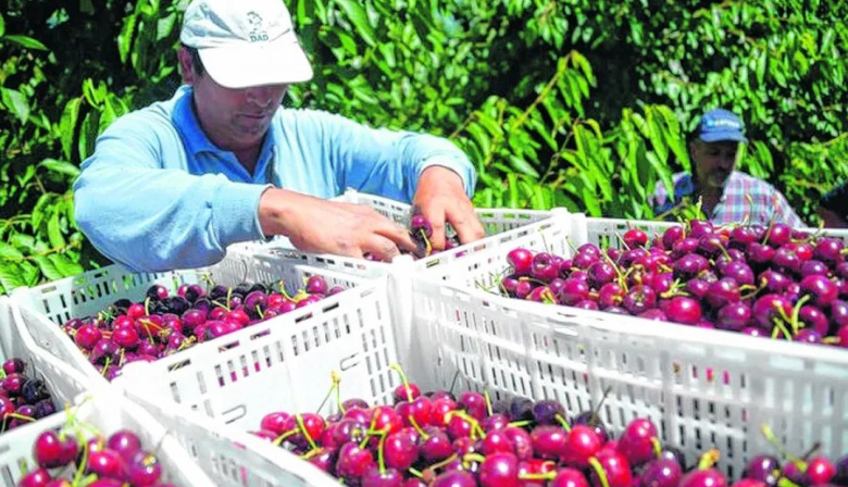 Exportación de cerezas: Chubut desplaza a Río Negro y lidera el ranking nacional