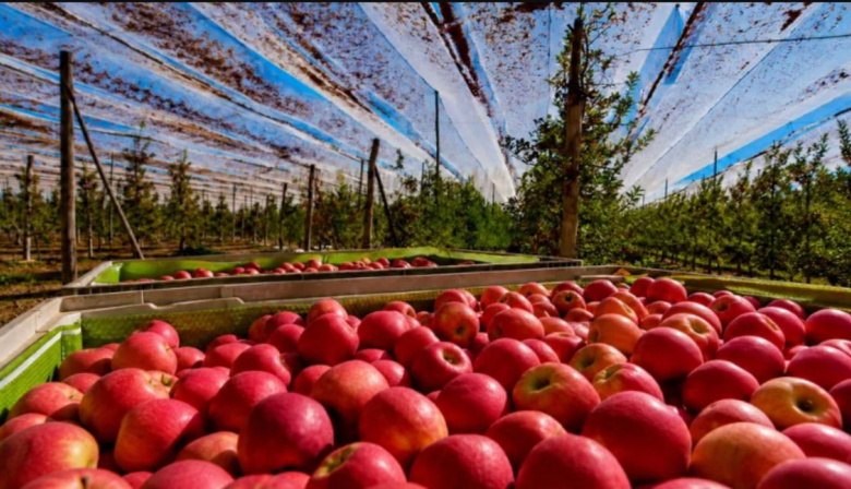Manzana del Alto Valle: el peor junio exportador en 20 años