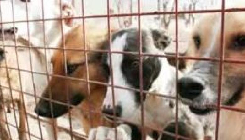 Animales callejeros: reclaman una política urgente ante el colapso del refugio APDA