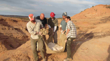 Hallazgo en La Buitrera: un diminuto dinosaurio rionegrino reescribe la historia evolutiva de los alvarezsauroideos