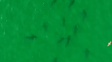 Más de 100 tiburones bacota fueron registrados en el Golfo San Matías y científicos piden proteger el área