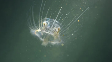 Alerta en Río Negro por una medusa china invasora