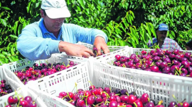 Exportación de cerezas: Chubut desplaza a Río Negro y lidera el ranking nacional