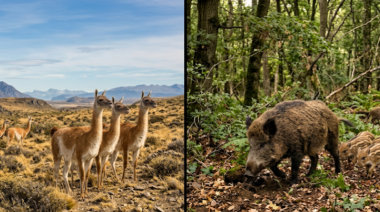 Río Negro impulsa una ley para comercializar carne de jabalí y guanaco en el mercado formal