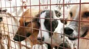 Animales callejeros: reclaman una política urgente ante el colapso del refugio APDA