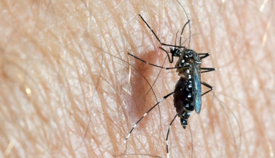 La municipalidad lanza una campaña para evitar la proliferación de criaderos de mosquitos