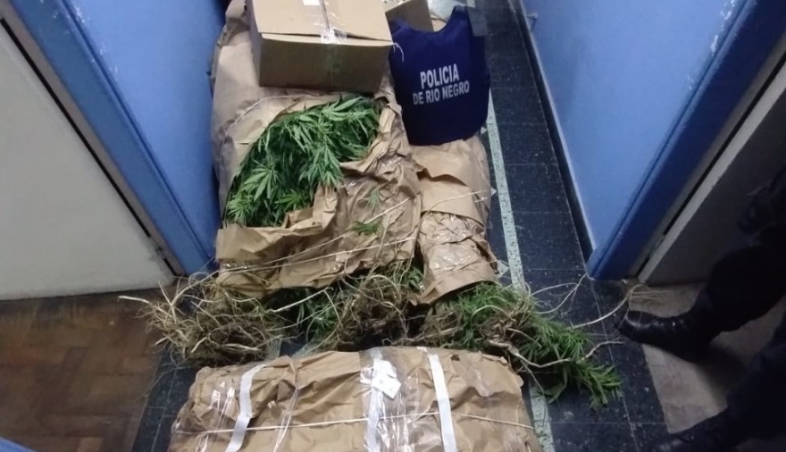 Secuestraron 13 plantas de marihuana de más de 3 metros en Viedma