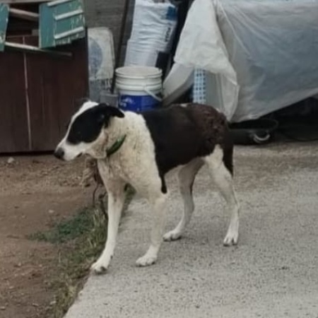 La Policía rescató a un perro que sufría maltrato animal en el Barrio Castello