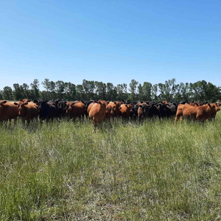 Ganaderos rionegrinos llevaron a la Legislatura el rechazo al ingreso de carne con hueso a la Patagonia