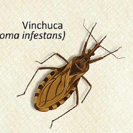 Especialistas del CONICET hallan una prometedora alternativa para tratar el Chagas crónico