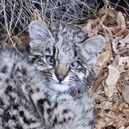 Refugio de fauna silvestre en Aluminé recibe especies de toda la región