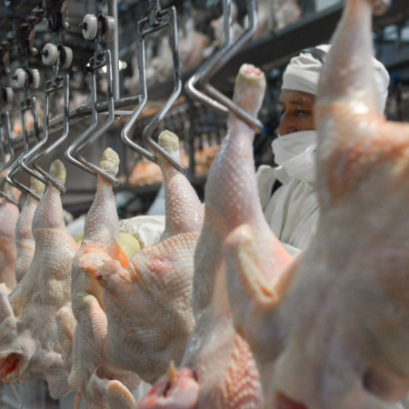 Confirmaron un caso de influenza aviar en Buenos Aires y Senasa suspendió exportaciones avícolas