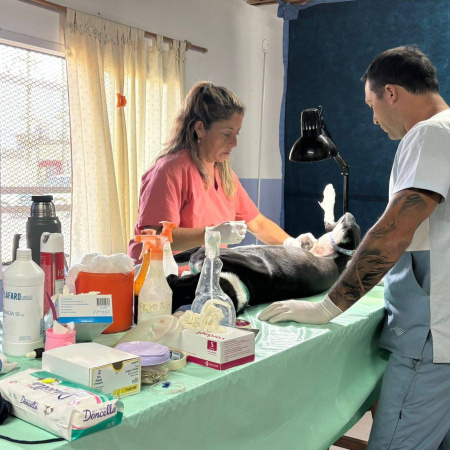 Sigue el cronograma de castraciones gratuitas en los barrios San Martín, Guido y El Juncal