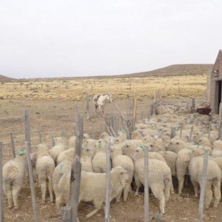 Ganaderos rionegrinos afectados por la sequía quedaron eximidos de impuestos