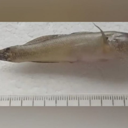 Detectan en la costa de Viedma un pez asiático invasor y alertan por su posible impacto ambiental