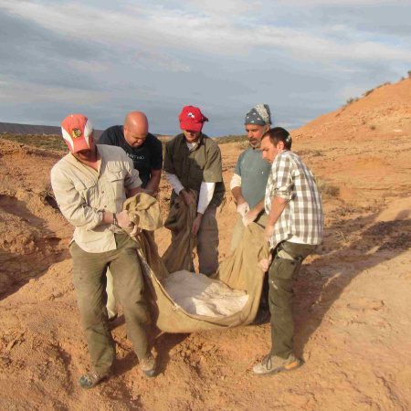 Hallazgo en La Buitrera: un diminuto dinosaurio rionegrino reescribe la historia evolutiva de los alvarezsauroideos