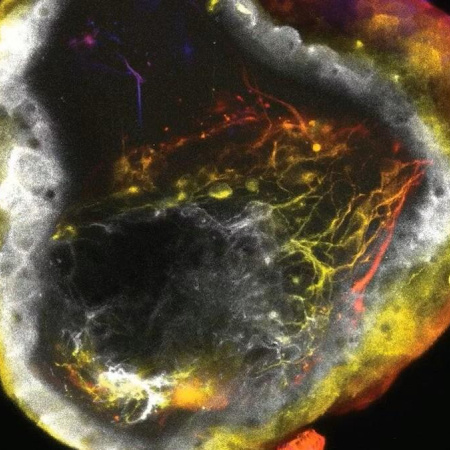 Crean neurobots con células vivas capaces de autoorganizar su “inteligencia”