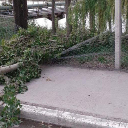 Temporal en la Costa Atlántica: vientos de 74 km/h causan daños y caídas de árboles