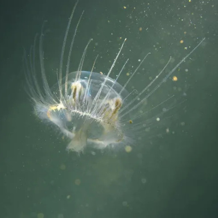 Alerta en Río Negro por una medusa china invasora