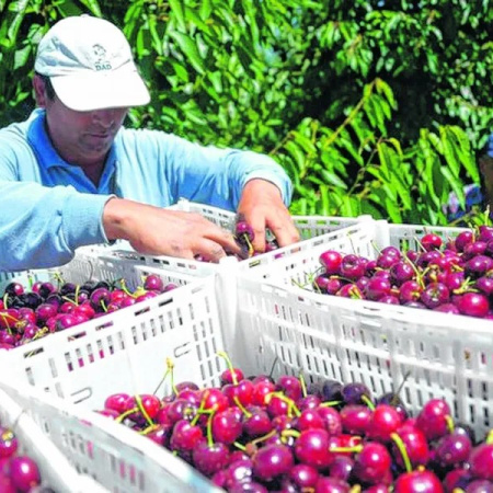 Exportación de cerezas: Chubut desplaza a Río Negro y lidera el ranking nacional