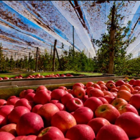 Manzana del Alto Valle: el peor junio exportador en 20 años