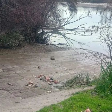 Conmoción en la costanera de Viedma por el hallazgo de animales descuartizados