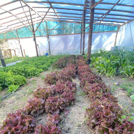 Revolución productiva en Río Negro: los invernaderos que desafían el clima y garantizan alimentos todo el año